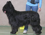 Mohnatoe Chudo Gwendolen and me, winner of champion class, photo: Moscovchuk
