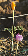 California poppy and crocus, Khibiny, photo: Altukhov, 305x600p, 25kb