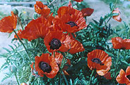 Apatity, turkish poppies, photo: Fiodorova, 612x400p, 86kb