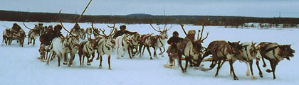 Reindeers, march 2004, Lovozero, photo: Trubina, 700x30p, 47kb