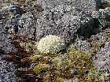 Hibiny, native vegetation - moss and lichens, photo: Daria Prokhorova, 400x300p, 40kb