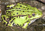 A frog, photo: Saprykin, 300x191p, 33kb