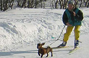 Elena Kozlova & dachshund Luka, Skijoring Championship, 100m, 1st Prize for the smallest dog, photo: Belinskaya