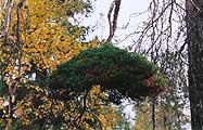The pine, photo: Altukhov, 546x350p, 57kb