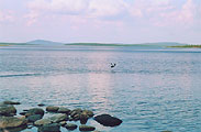 The lac Imandra, a duck, july 2003, photo: Trubina, 500x328p, 38kb
