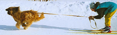 Monika and Elena Kozlova, Skijoring Championship of Kirovsk, 7.03.04, distance 100m, photo: Trubina, 500x211p, 35kb