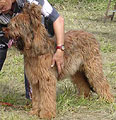 Viva Rosa de la Tour StGenin, Best puppy of Sunday, photo: Razina, 300x310p, 30kb