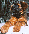 Beauté, 2 months, 26.12.02, StPeterburg, photo: Golynia, 440x500p, 62kb