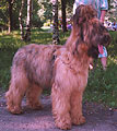 Beauté and her owner Evgenia Vanyukova, 8,5 months, 14.07.03, photo: Golynia, 278x400p, 42kb