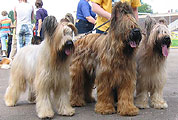 Beauté, Cinnamon Votre Sante and La Toya Moravia Campanella, regional show of briardclub, 21.08.04, Novgorod, photo: Yurmis Fidel, 420x300p, 43kb