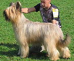 Beauté is 2nd female on regional show of briardclub, 21.08.04, Novgorod, photo: Yurmis Fidel, 400x300p, 49kb