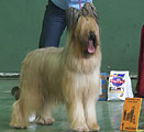 Beauté, show of briardclub, 1st place in intermedia class, 23.05.04, photo: Bryzgalov, 310x300p, 21kb