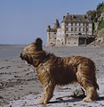 Beauté, 21.09.06 le Mont StMichel - Bretagne - France, photo: Trubina, 400x500p, 46kb