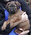 Beauté with Elena Kozlova, 1.5 months, 15.12.02, Belgium, photo: Holvoet-Delaere, 300x387p, 40kb