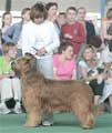 briard Beauté BOB on CACIB-show White Nights, StPetersbourg, 23.06.07, photo: Dogterminal.com, 380x450p, 41kb