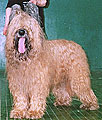 Timon, CW & 3rd male on show of National Briardclub, Moscow, 8.06.03, photo: Trubina