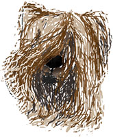 Briard39, © Osaulenko' 2007