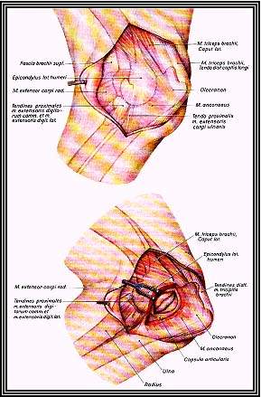    art. cubiti.